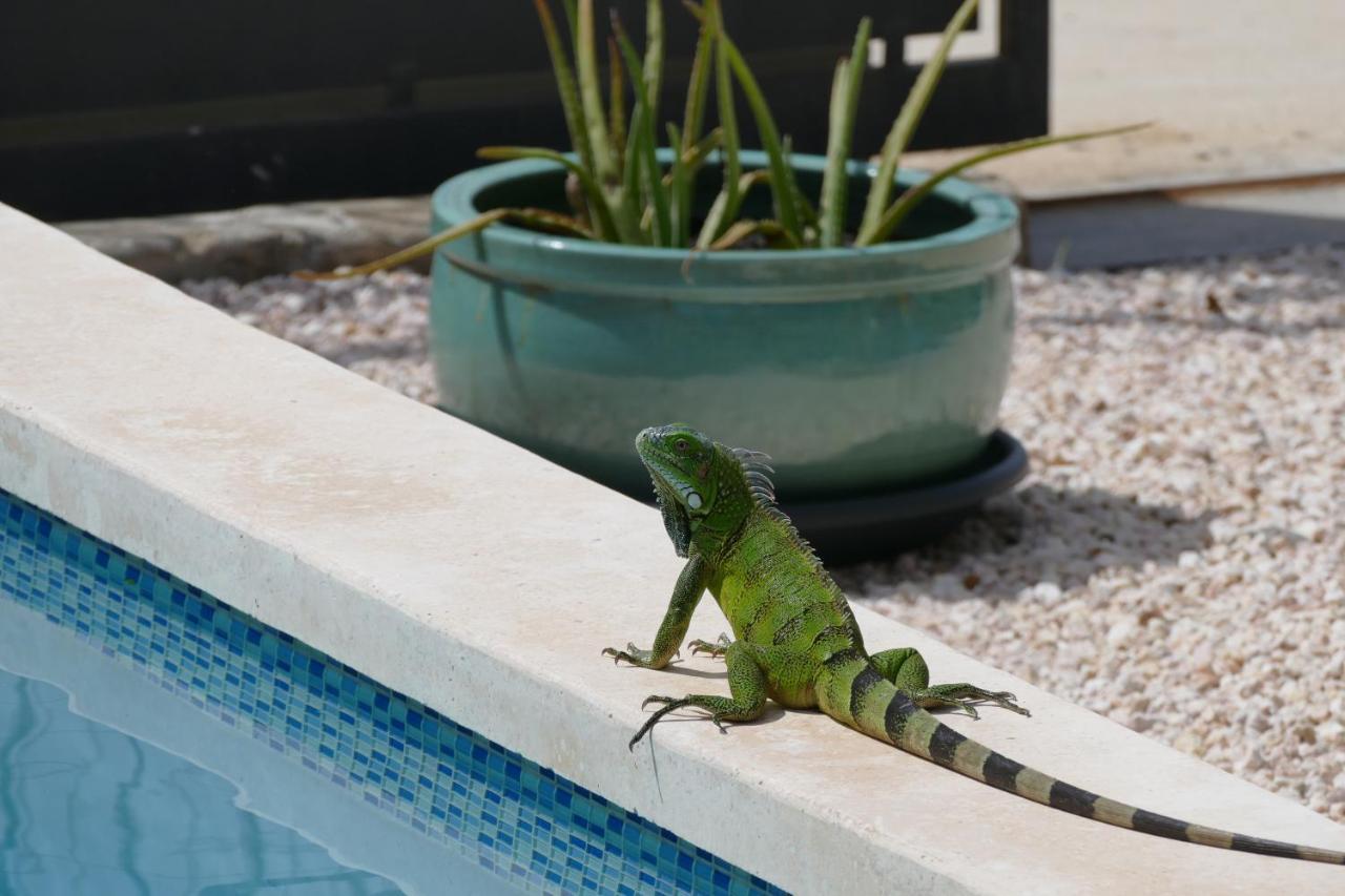 Villa De Mango Fontein ภายนอก รูปภาพ